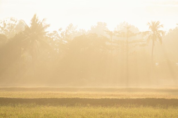 Een veld met zonnestralen die door de bomen schijnen