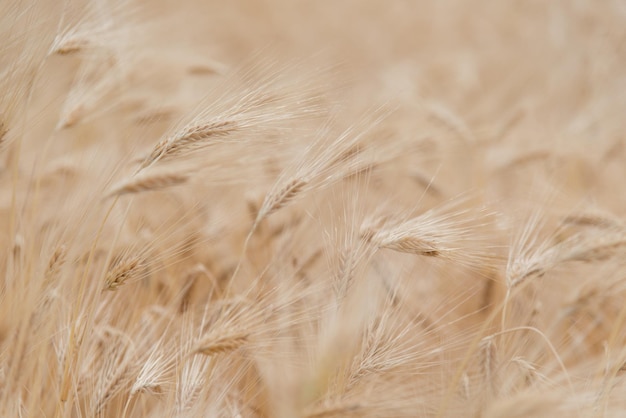 Een veld rogge. Achtergrond. Natuur. Zomer oogst.