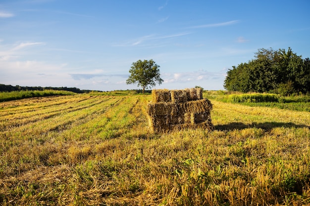 Een veld strobalen in een veld