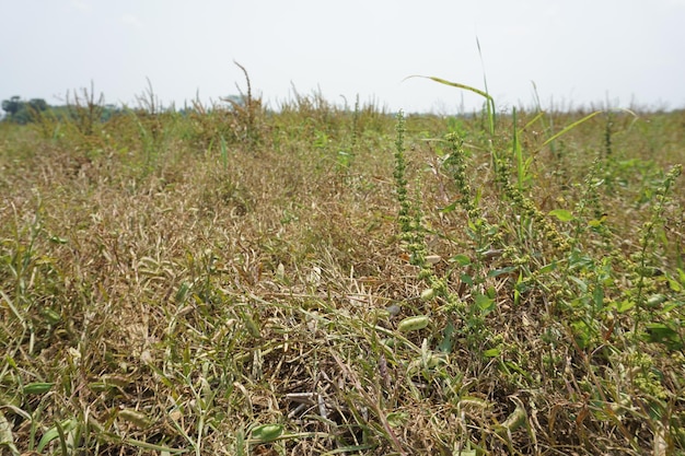 een veld van bruin en groen gras met een hemel op de achtergrond