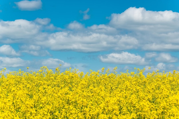 Een veld van canola is op de achtergrond met een blauwe lucht en wolken.