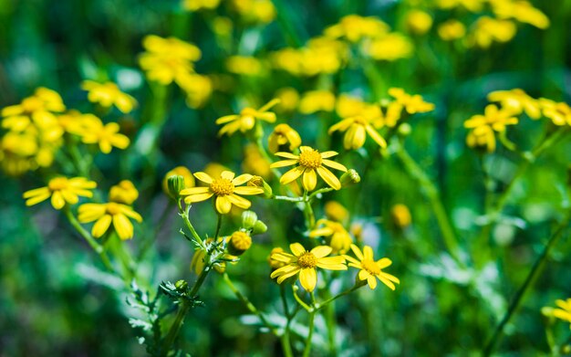 Foto een veld van gele bloemen die prachtig bloeien in het landschap.