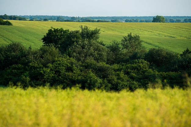 Een veld van gele maïs in de verte