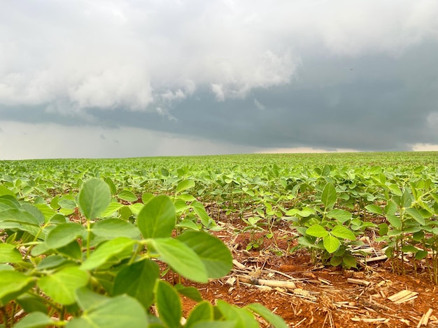 een veld van gewassen met een stormwolk op de achtergrond