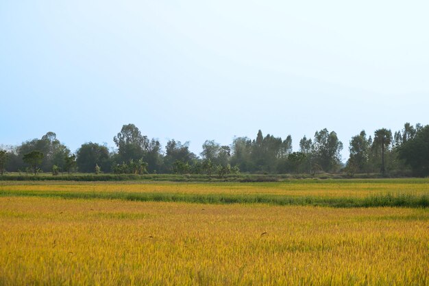Een veld van gouden rijst met bomen op de achtergrond