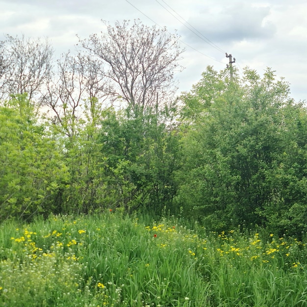 Een veld van gras en bloemen met een hoogspanningslijn op de achtergrond.