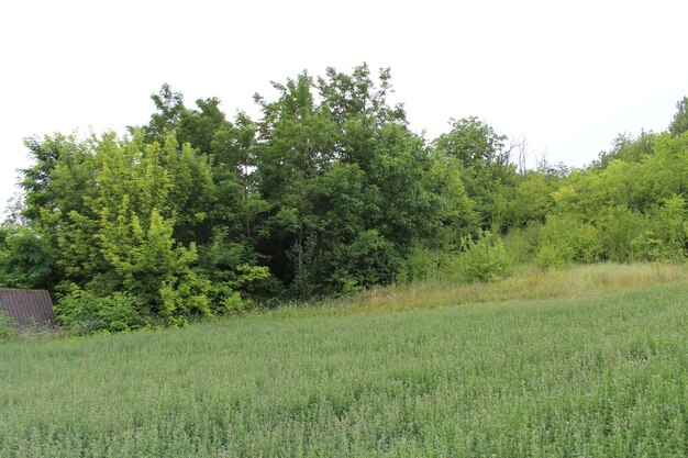 Een veld van gras en bomen