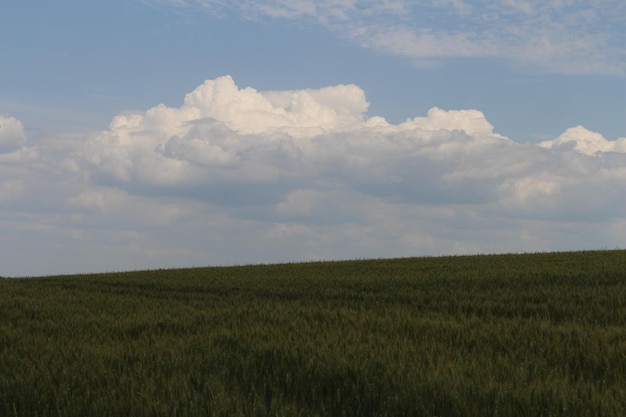 Een veld van gras en wolken