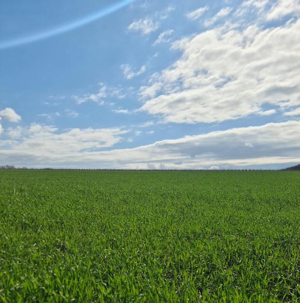 Een veld van groen gras met een blauwe lucht en wolken