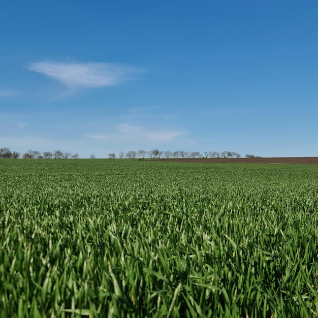 Een veld van groen gras met een blauwe lucht op de achtergrond.