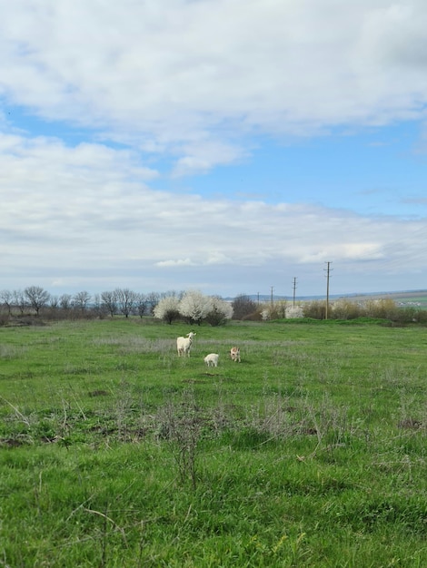 Een veld van groen gras met schapen en een blauwe lucht