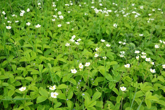 Een veld van groen gras met witte bloemen van wilde aardbei geïsoleerde close-up