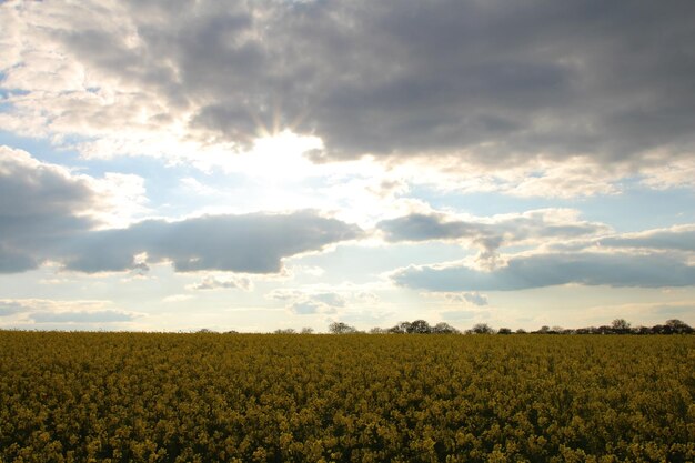 Een veld van groene planten