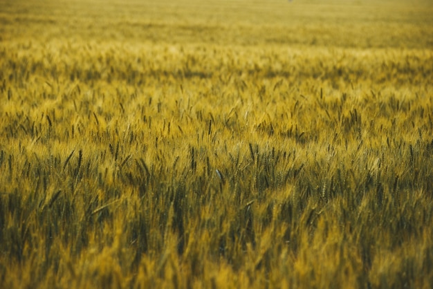 Een veld van groene tot gele tarwe in zonlicht.