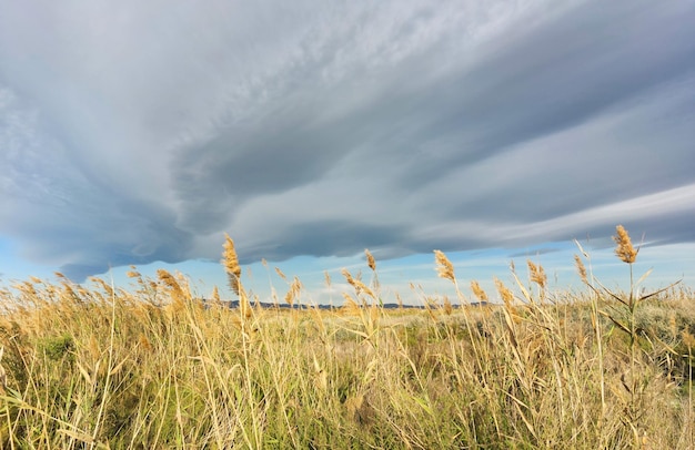 Een veld van hoog gras met een bewolkte lucht op de achtergrond