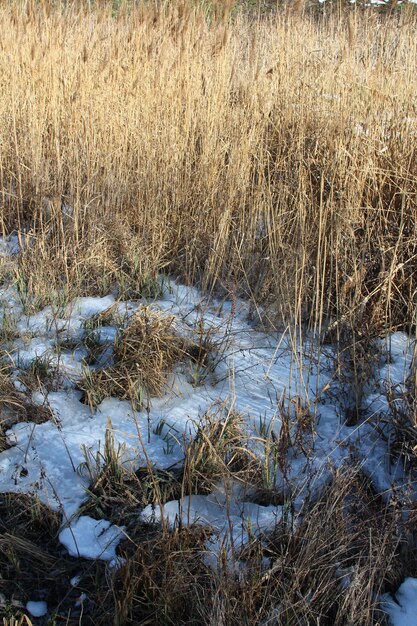 Een veld van hoog gras