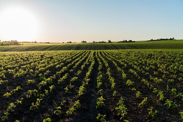 Een veld van jonge sojabonen spruiten Rijen van jonge sojabonen Sojabedrijf