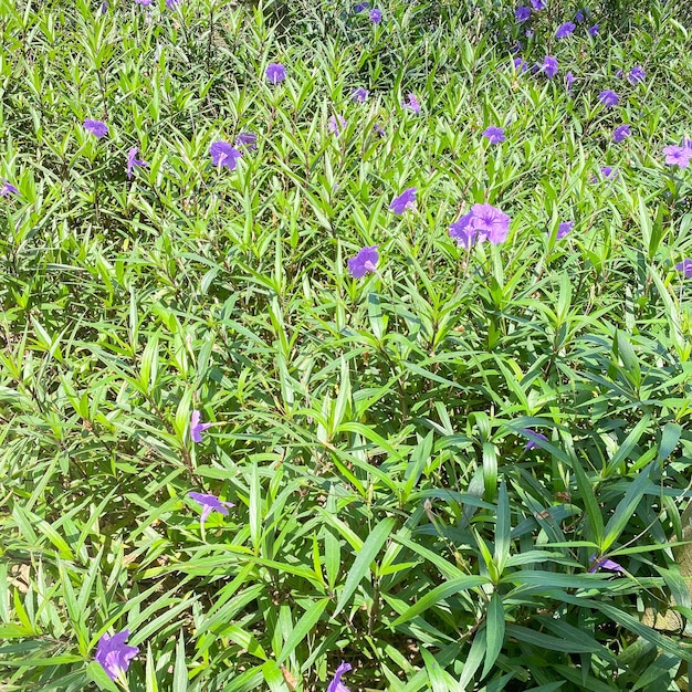 Een veld van prachtige kleine paarse bloemen met de groene bladeren en bladeren eromheen.