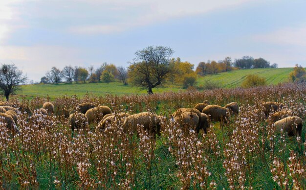 een veld van schapen met een boom op de achtergrond