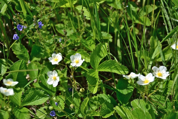 Een veld van wilde aardbeien met witte bloemen en blauwe bloemen geïsoleerd in zonnige dag