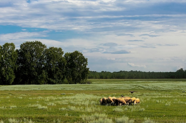 Een veld waar rammen en kraaien op zitten