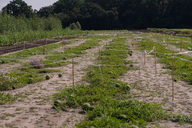 Foto een veld waar watermeloenen worden gekweekt veel kleine watermeloenen reiken in de zon