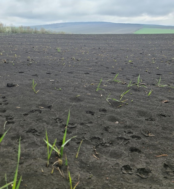 Een veld zwarte aarde met een paar groene planten er middenin.