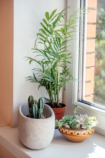 Een vensterbank met ingemaakte cactussen vetplanten en bladplanten