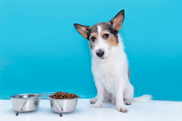 Een verdrietige hond zit aan zijn kom met droogvoer, de juiste en uitgebalanceerde voeding voor een huisdier.