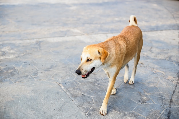 Een verdwaalde hond die iets zoekt en zich op de asfaltstraat bevindt.