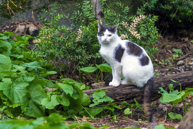 Een verdwaalde kat zit in de struiken met droefheid in haar groene ogen.