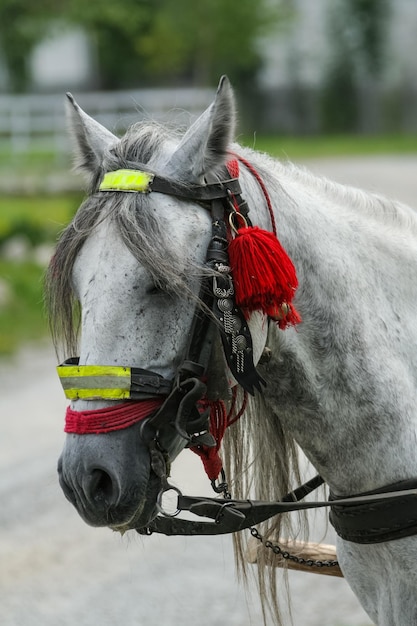 Een verfraaid paard in Transsylvanië