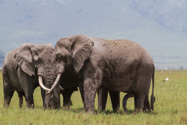 Een vergadering. Twee enorme olifanten in de krater van Ngorongoro. Tanzania, Afrika