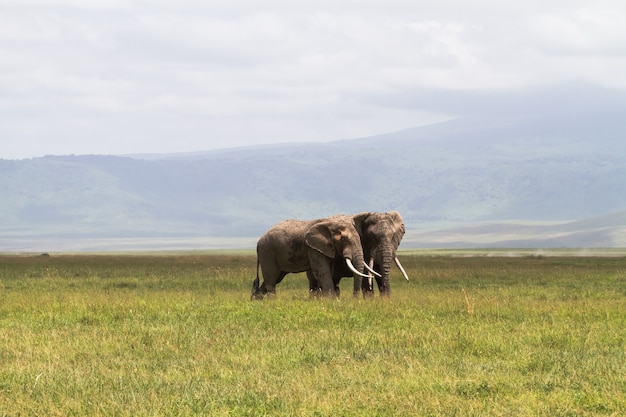 Een vergadering. Twee olifanten communiceren. Krater NgoroNgoro, Tanzania