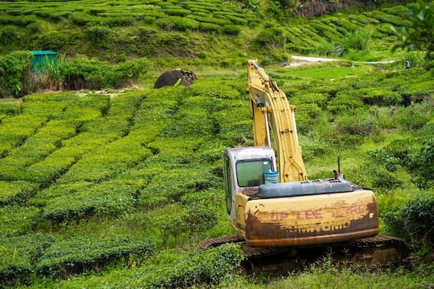 Een verlaten graafmachine midden op een theeplantage. Zware bouwmachines tractor in groene theevelden, puur natuur.