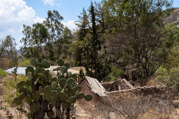 Een verlaten landelijk huis in de bergen met cactus