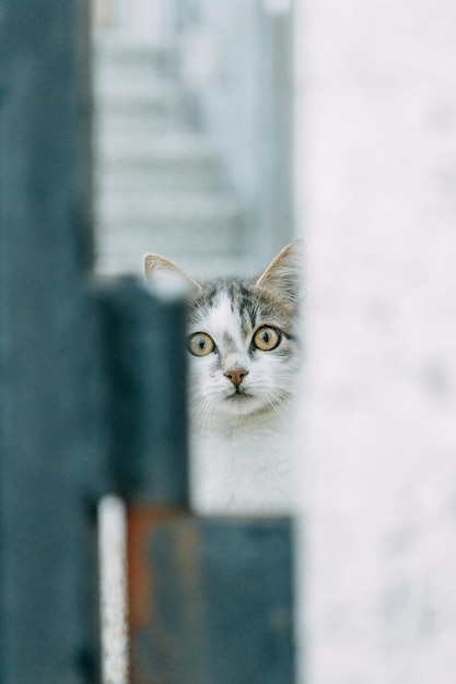 Een verlaten zwerfkat kijkt toe van achter de tralies Dakloze kittens helpen