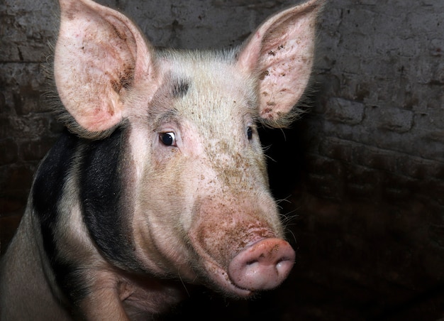 Een verrast wit varken met zwarte vlekken kijkt verrast naar de camera