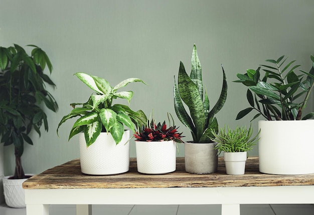 Een verscheidenheid aan kamerplanten op een houten tafel indoor tuinconcept