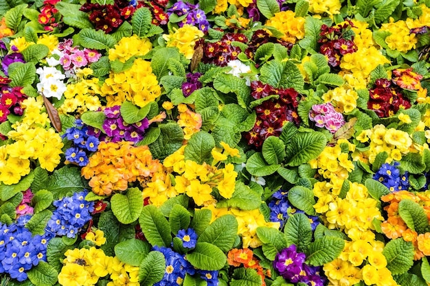 Een verscheidenheid aan kleurrijke bloemen staat in een tuin.