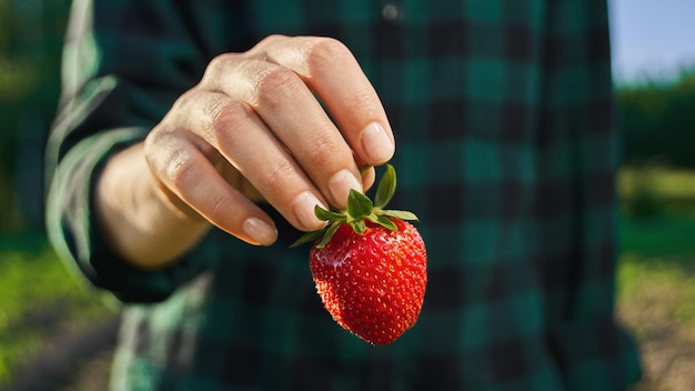 Een verse aardbei in de hand van de vrouw