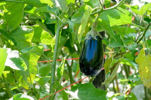 Een verse aubergine aanplant boerderij