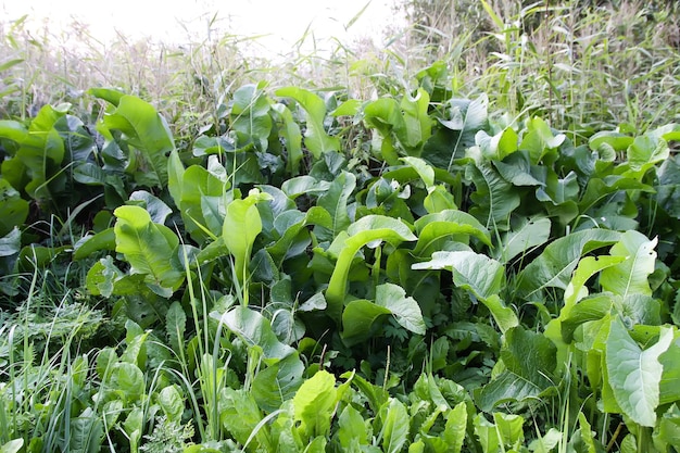 Een verse mierikswortel groeit in de moestuin