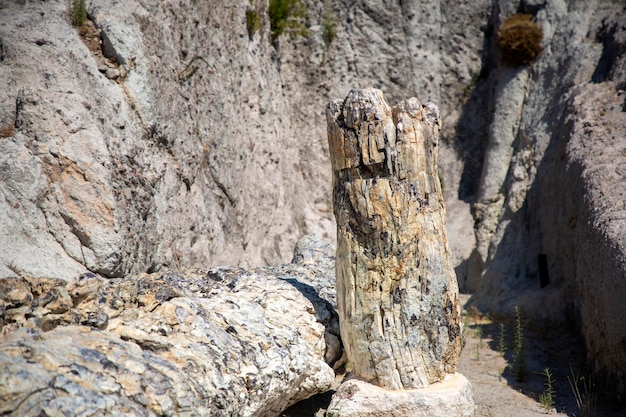 Een versteende boomstam uit het UNESCO Geopark "Petrified Forest of Sigri" op het eiland Lesbos in Griekenland. Griekenland Lesbos fossiel bos