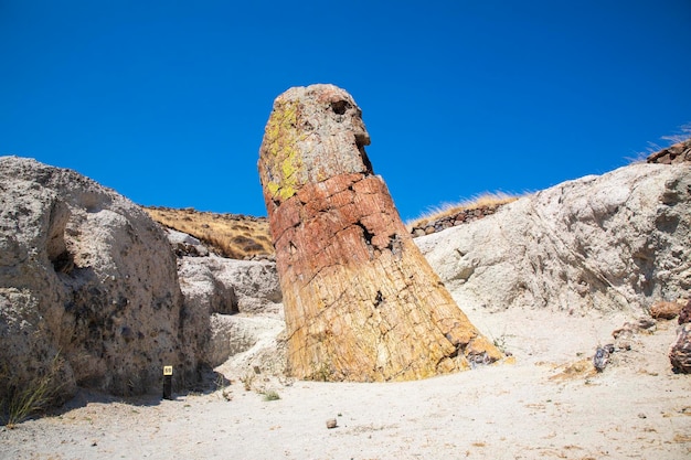 Foto een versteende boomstam uit het unesco geopark 