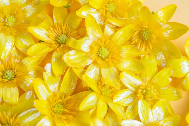 Een verstrooiing van gele lentebloemen op een effen achtergrond