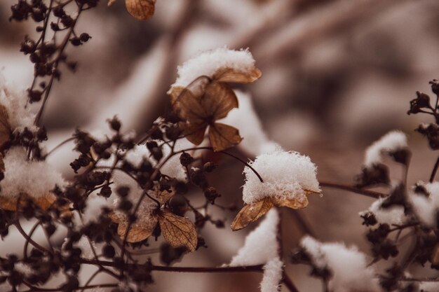 een verwelkte delicate bloem in de tuin op een koude frosty dag tijdens het vallen van witte sneeuw