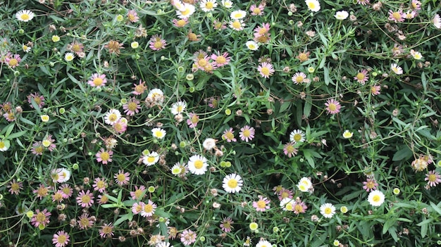 een verzameling bladeren met prachtige kleine bloemen