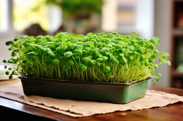 Een verzameling kleine groene microgreens die in een huiselijke omgeving op een tafel zijn gerangschikt