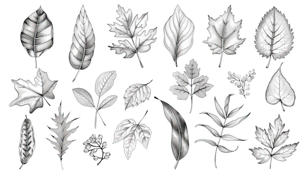 Een verzameling met de hand getekende bladeren en planten